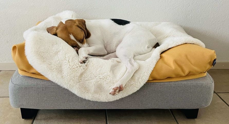 Un cane su una cuccia a sacco e coperta