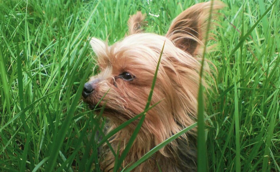 Uno yorkshire terrier nell’erba alta