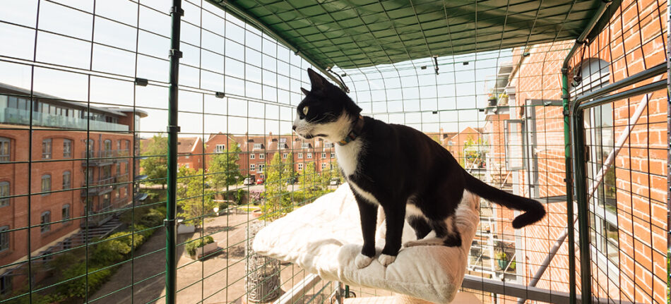 Un gatto bianco e nero in un recinto da balcone