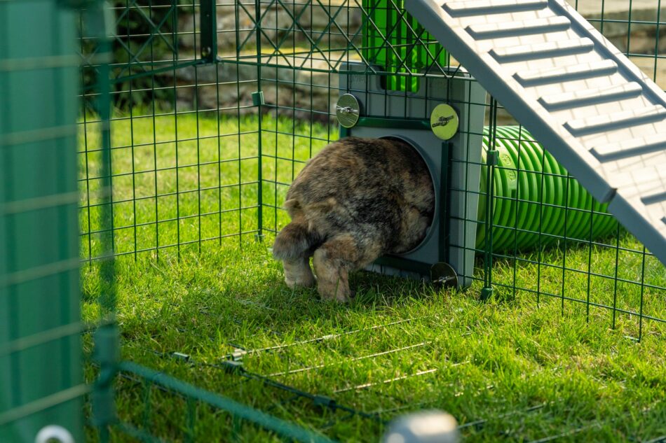 Coniglio che salta in un sistema di tunnel Zippi di Omlet in un recinto per conigli di Omlet 