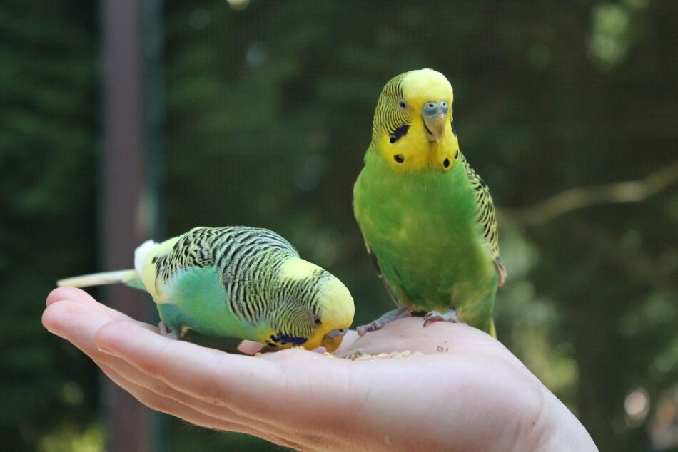 Due pappagallini verde e giallo su una mano