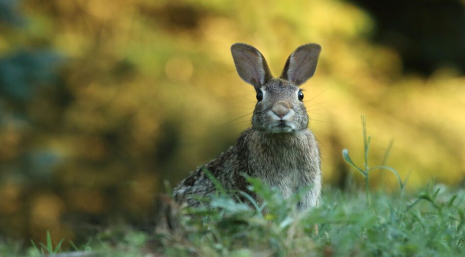 Un coniglio selvatico marrone su uno sfondo di erba 
