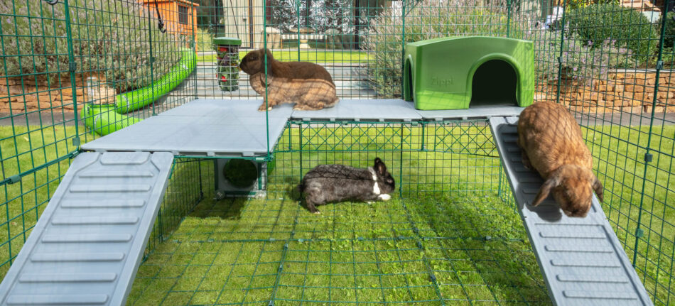 Tre conigli giocherelloni esplorano le piattaforme zippi nel recinto a doppia altezza