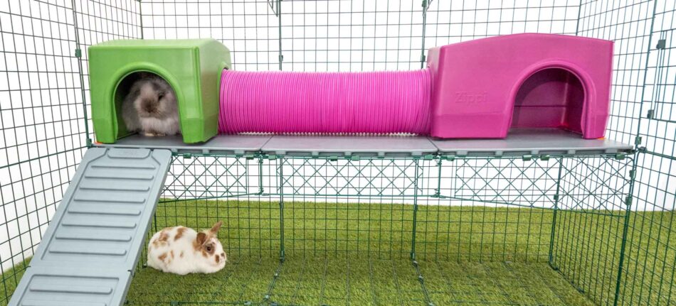 Conigli giocano nei Tunnel gioco Zippi e sulle loro Piattaforme nel recinto per conigli Zippi