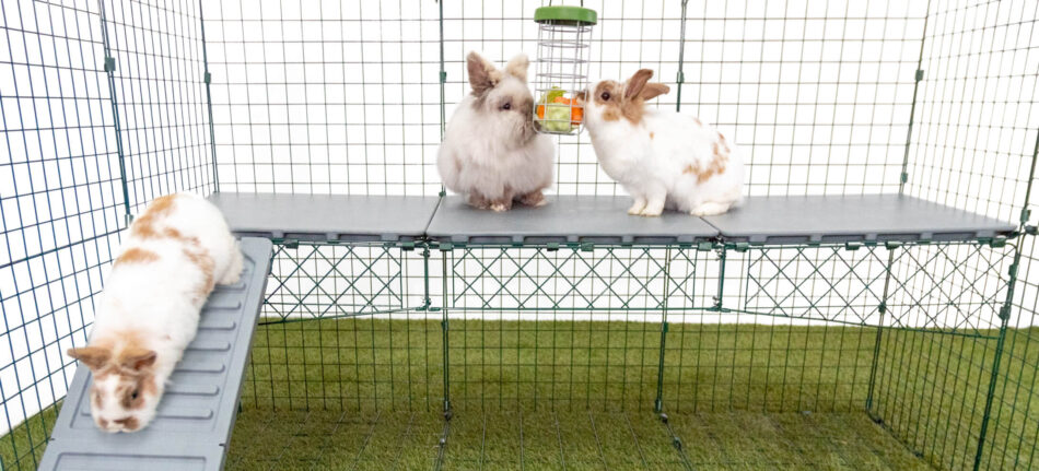 Dei conigli bianchi mangiano da un dispenser Caddi su una piattaforma nel recinto
