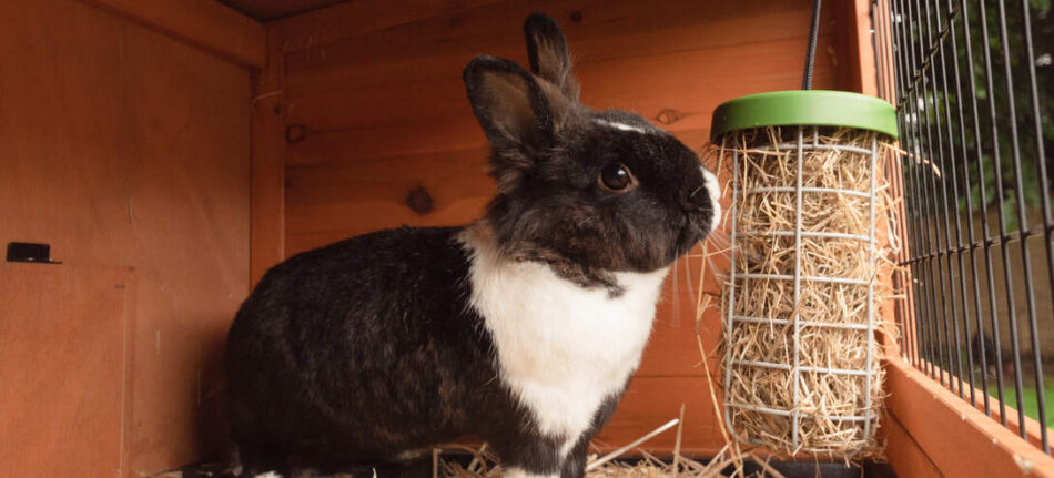 Un coniglio bianco e nero che mangia in un dispenser Caddi per conigli