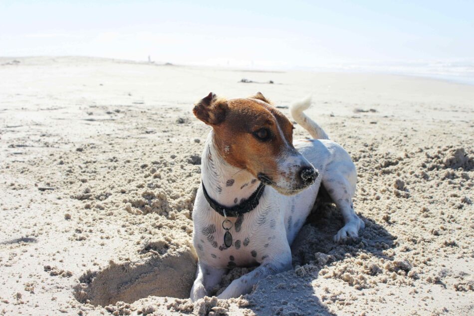 Cane in vacanza che scava una buca nella sabbia in una spiaggia assolata