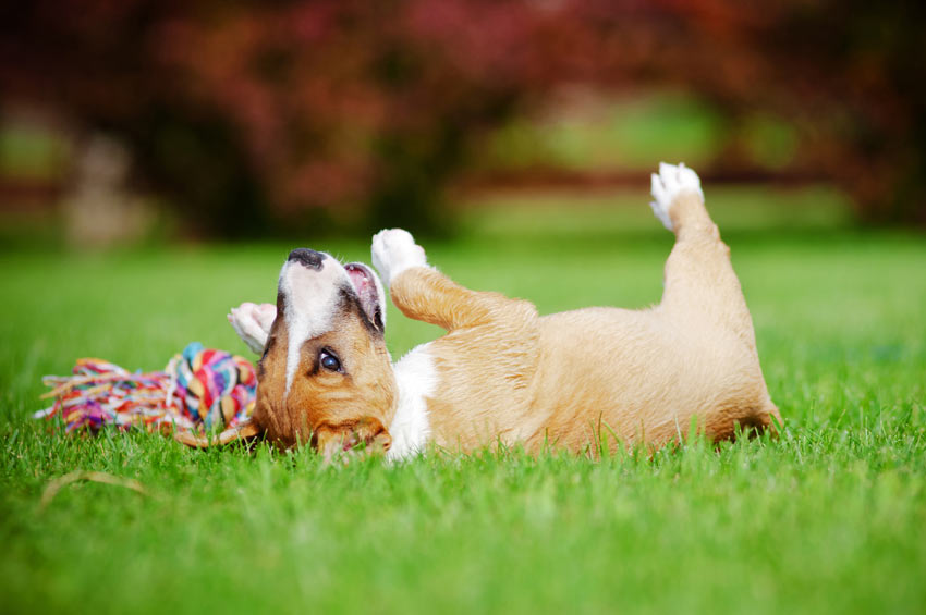 Un cane che si rotola sull’erba e gioca con un giocattolo in estate