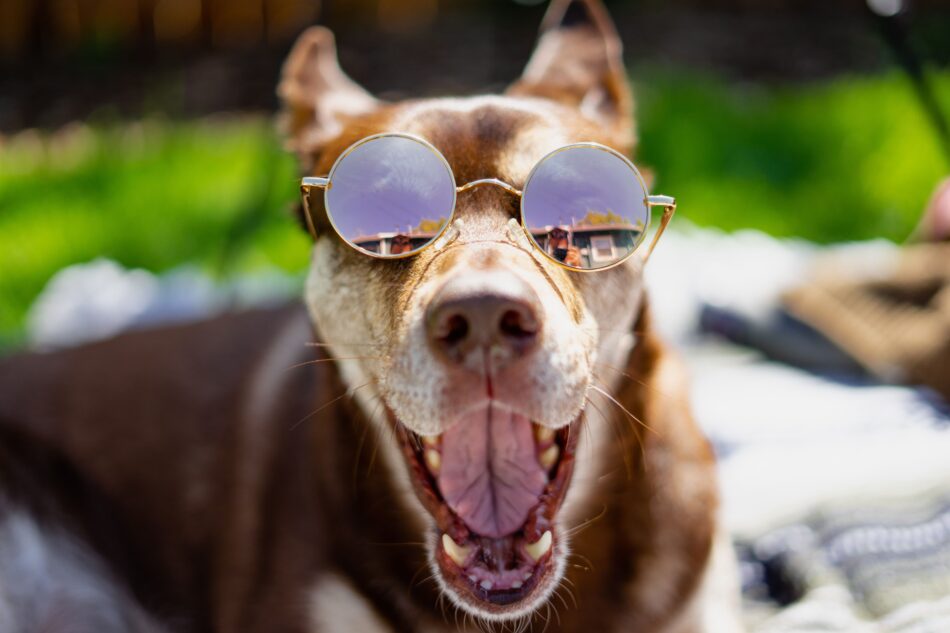 Un cane marrone si gode il sole, indossando occhiali da sole