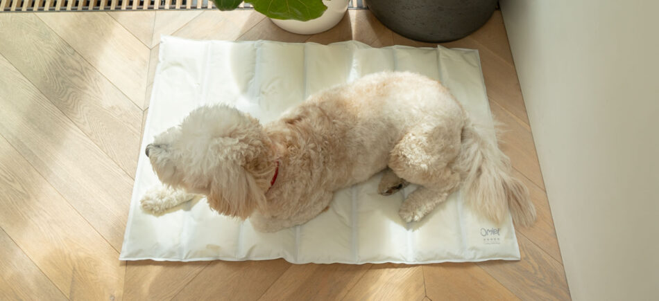 Un cane steso su un materassino in Memory Foam refrigerante della Omlet per cani