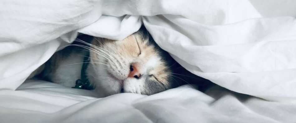 un grazioso gattino dorme sotto il piumone