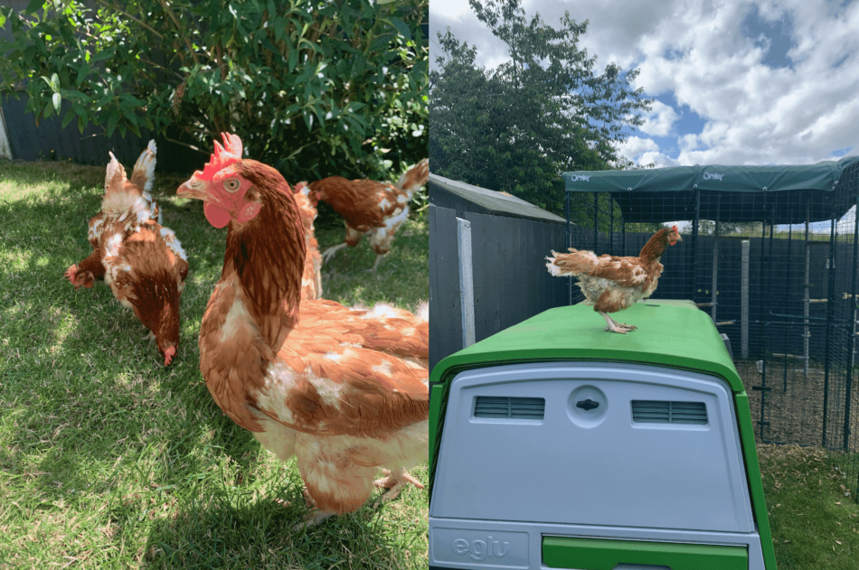 Le avventure di Rosie nell’allevare galline, Eglu-Cube Ampi pollai e Recinti