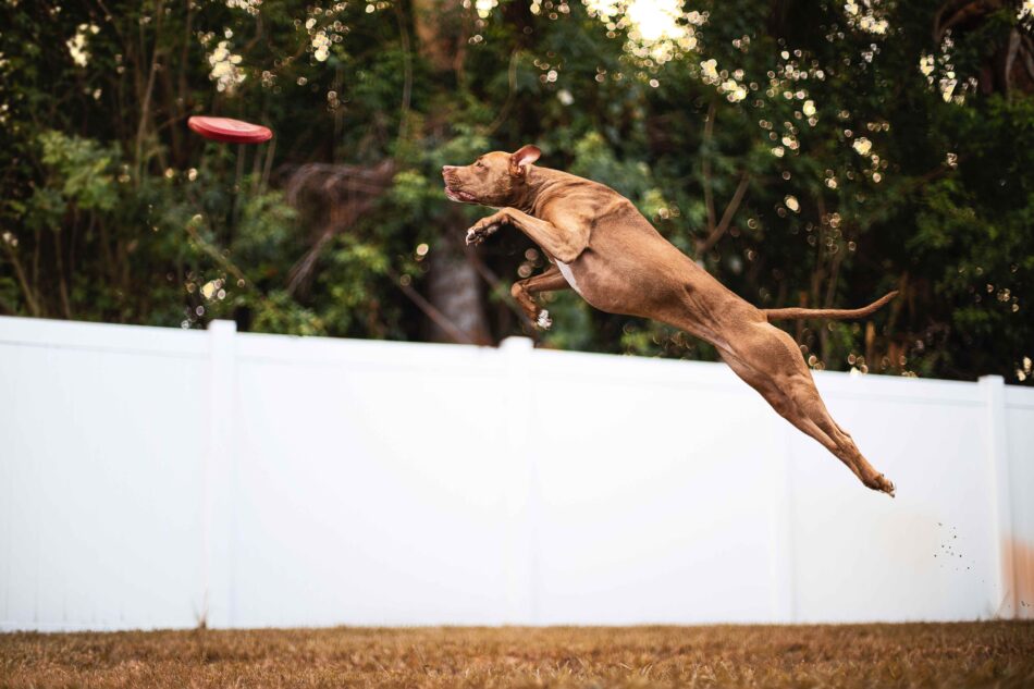 Un cane marrone salta per prendere un f risbee, cani campioni del mondo