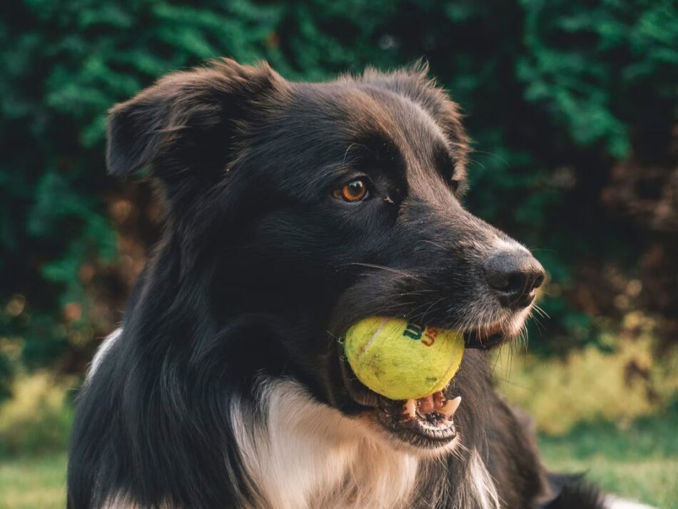 Un cane nero con una pallina da tennis in bocca