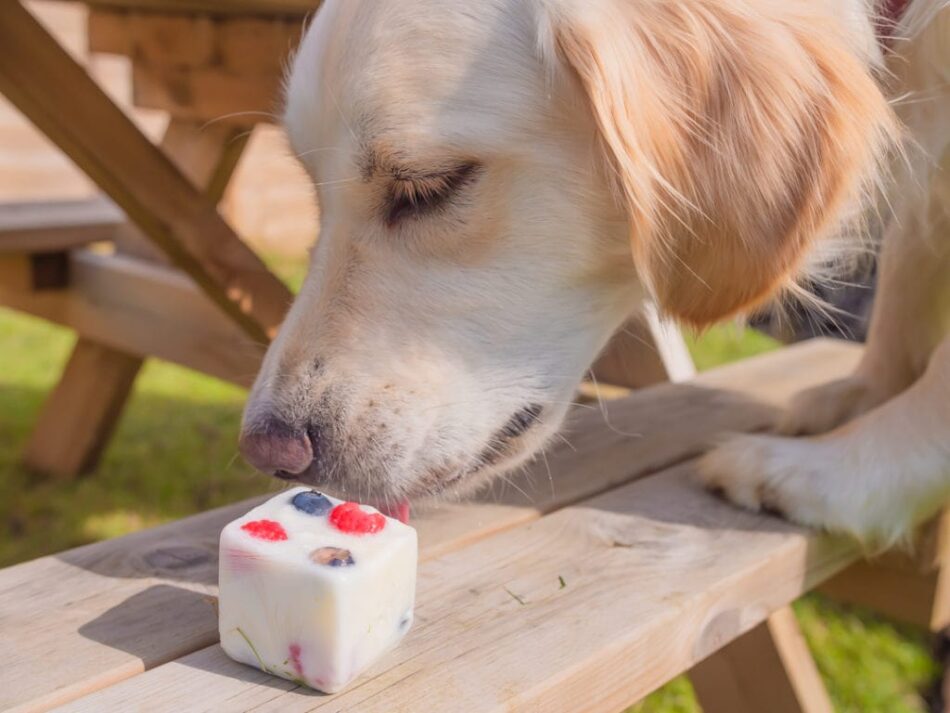 Un labrador mangia un frozen yogurt alla frutta al picnic