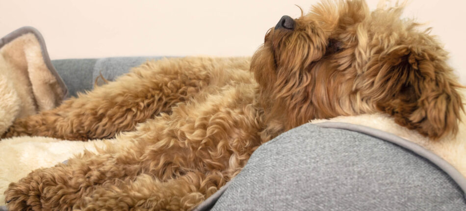 Un cane batuffoloso addormentato su una morbidissima coperta elegante per cani