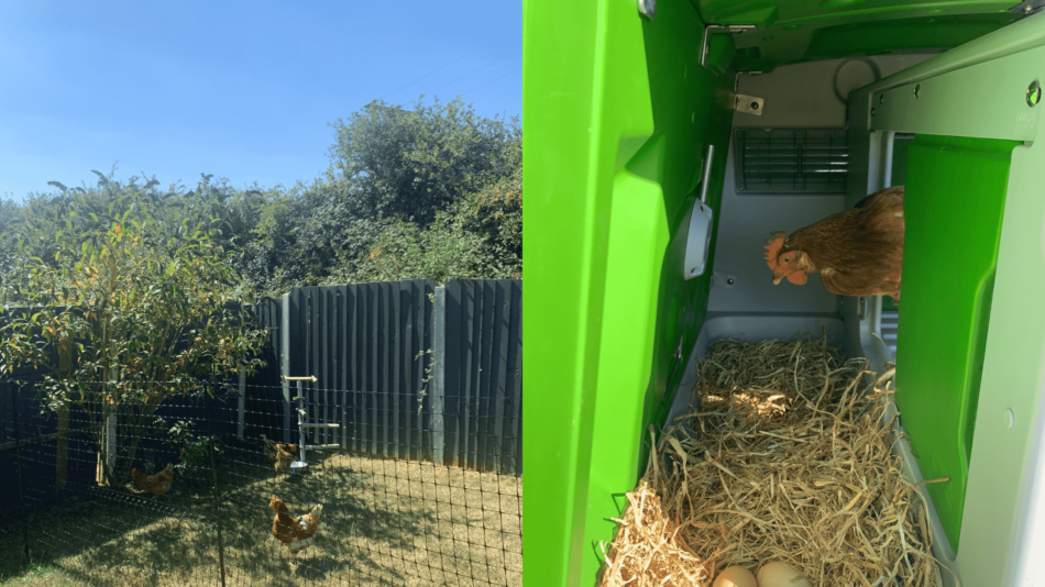 Le galline di Rosie dietro la rete della Omlet 