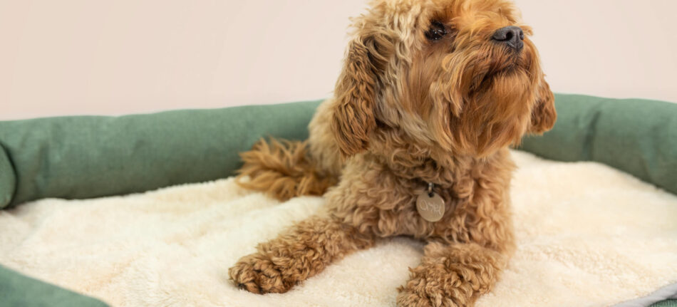 Cagnolino marrone felice su una cuccia anti-stress