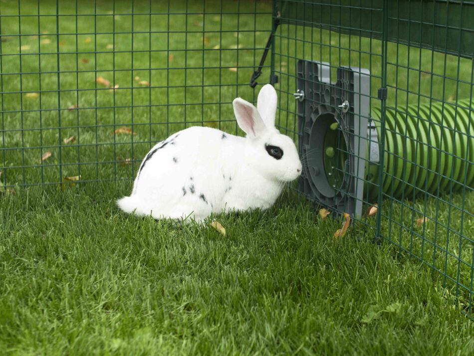 Coniglio bianco che usa il sistema di tunnel Zippi di Omlet