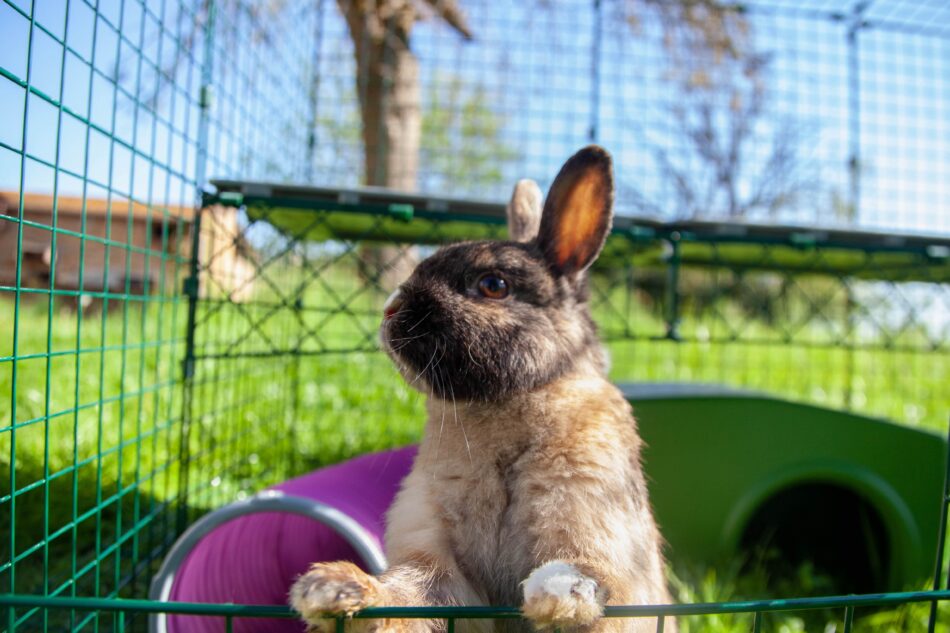 Coniglio in un recinto Walk-In per conigli di Omlet
