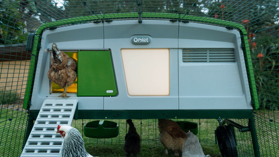 Galline che entrano in Eglu Pro di Omlet attraverso la Smart Autodoor