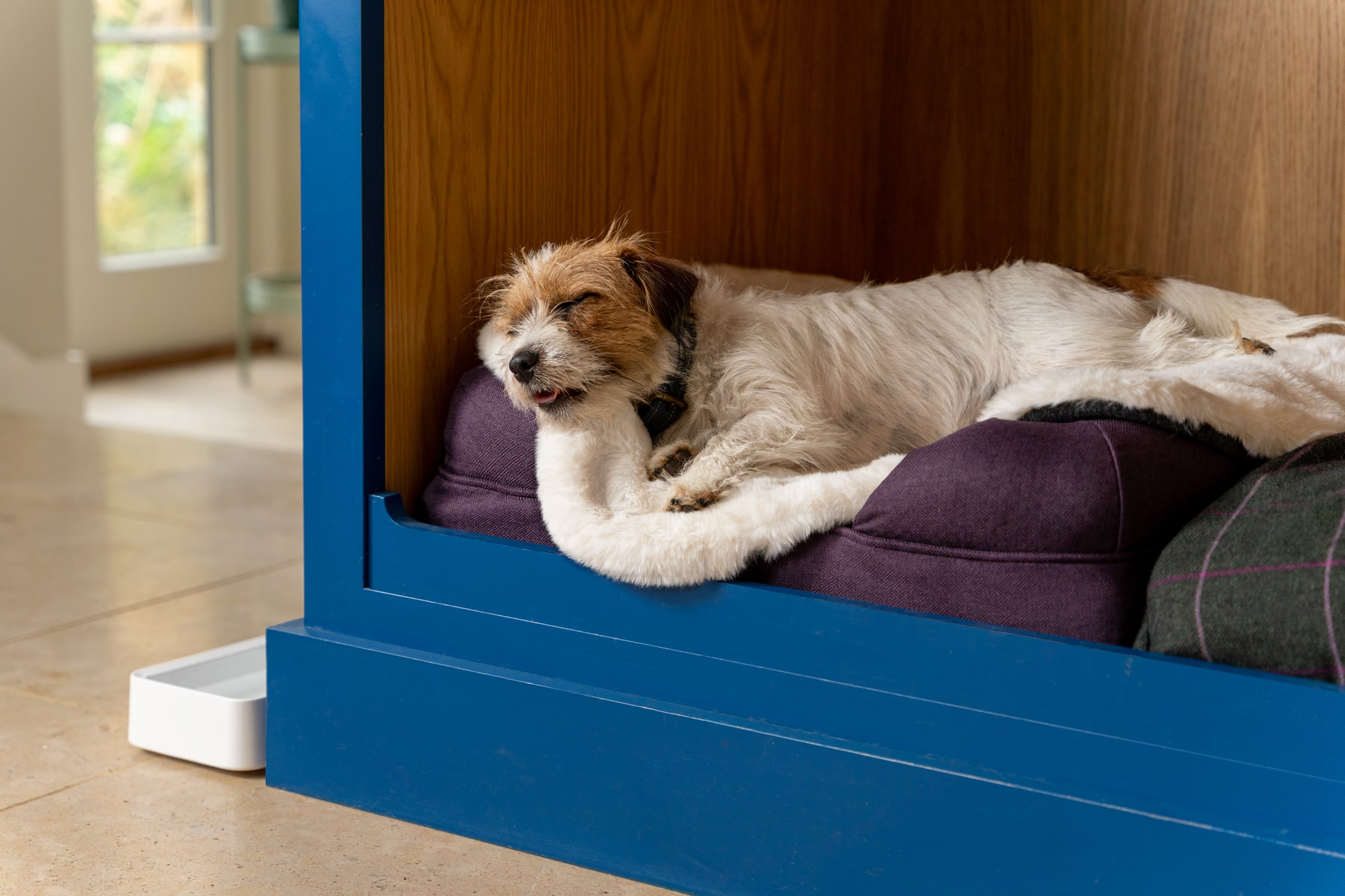Cucce anti-stress per cani ansiosi - Omlet Blog Italy