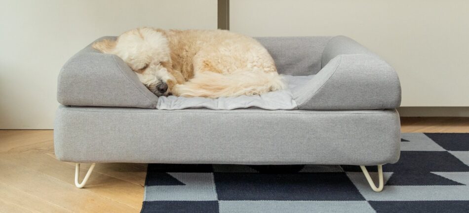 Un cane rannicchiato e addormentato su un elegante cuccia Topology di Omlet