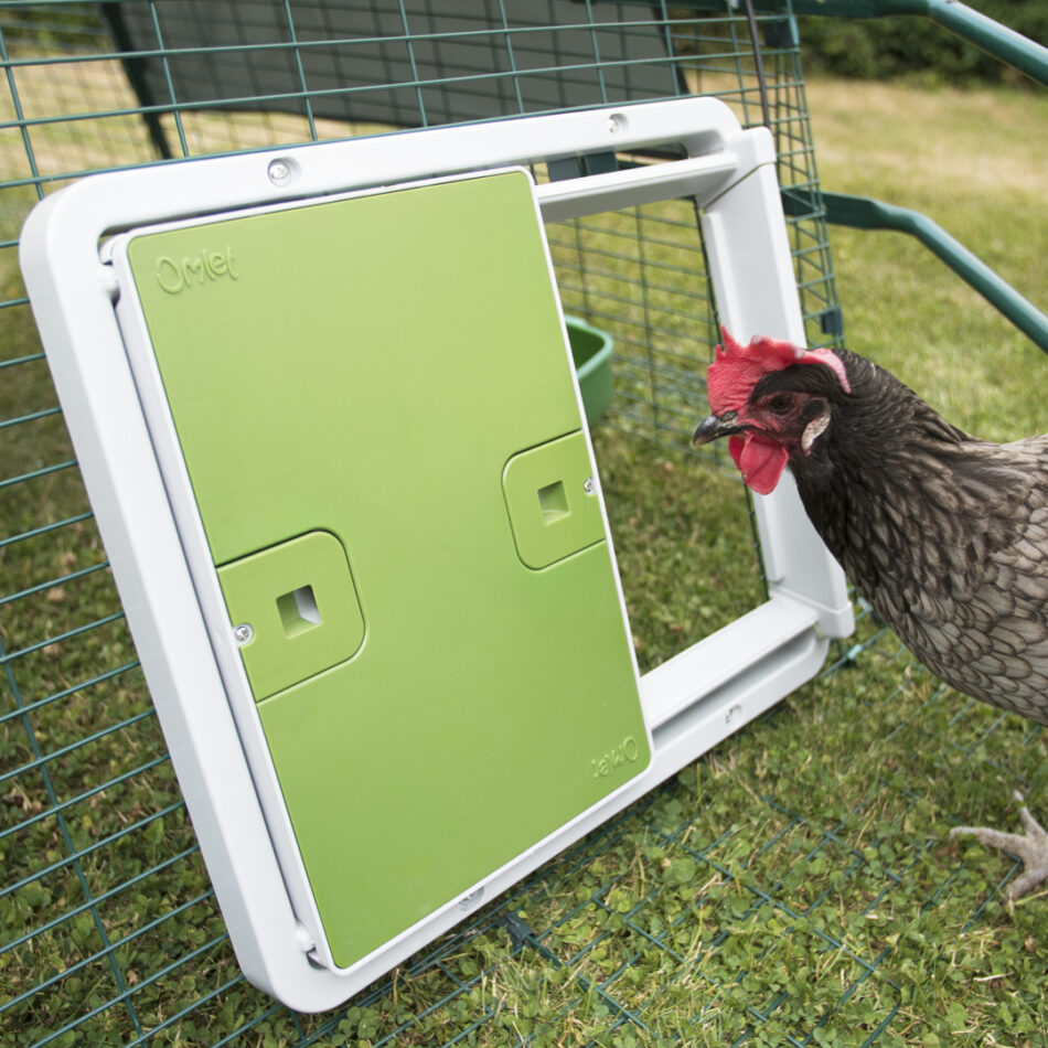 Una gallina marrone che guarda nel suo pollaio protetto dalla porta automatica di Omlet