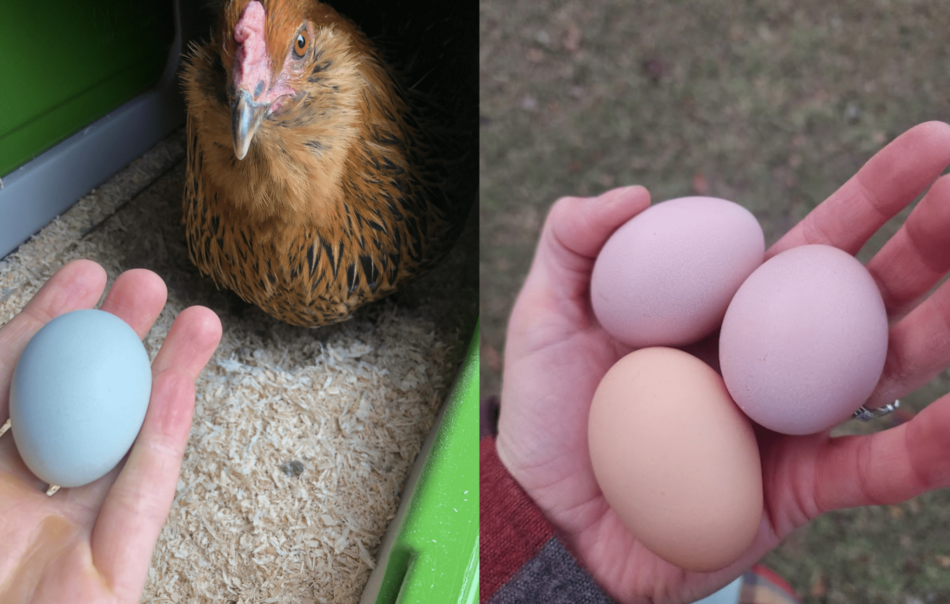 Collage di allevatori di galline che hanno in mano delle uova di diversi colori