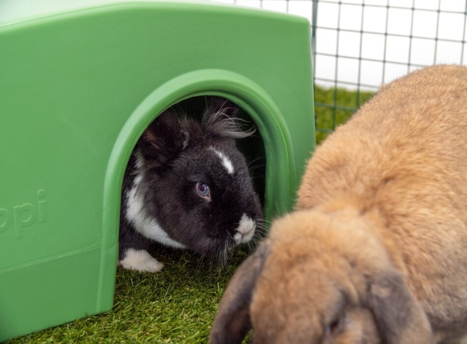 Conigli al riparo in un rifugio Zippi verde di Omlet
