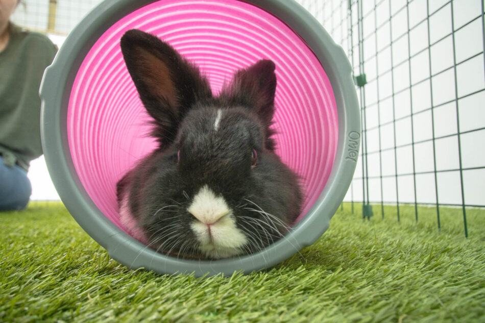 Coniglio bianco e nero in un tunnel per conigli Zippi di Omlet
