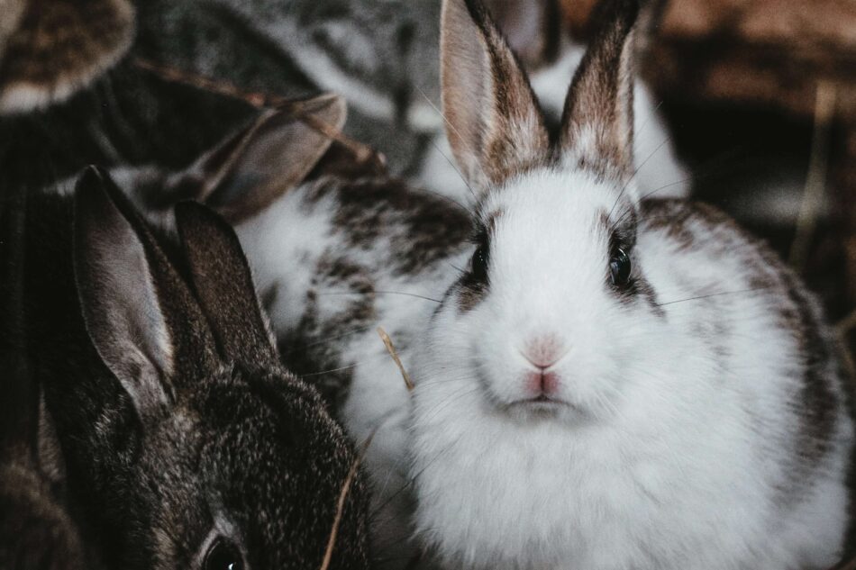 Conigli che affrontano le estreme temperature invernali