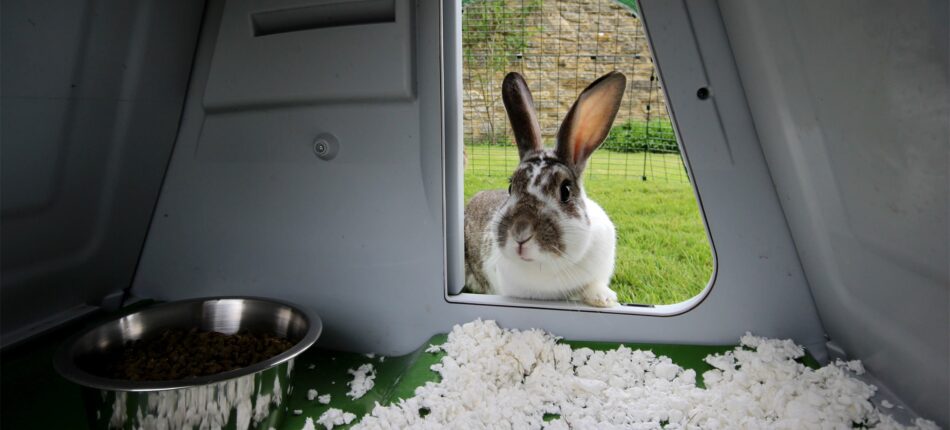Coniglio che sbircia all’interno di una casetta per conigli Eglu Go di Omlet