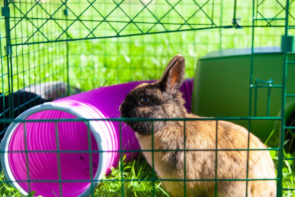 Coniglio in un giardino con un tunnel per conigli di Omlet con degli anelli connettori