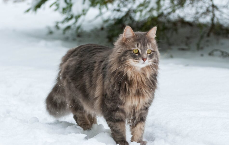 Gatto siberiano che cammina sulla neve
