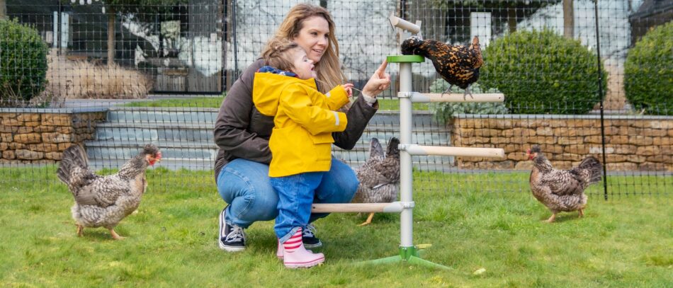 Il recinto e la rete per pollai hanno entrambi dei benefici che possono donare alle vostre galline una casa sicura
