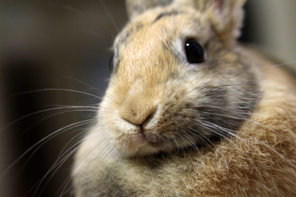 Immagine ravvicinata dei baffi di un coniglio