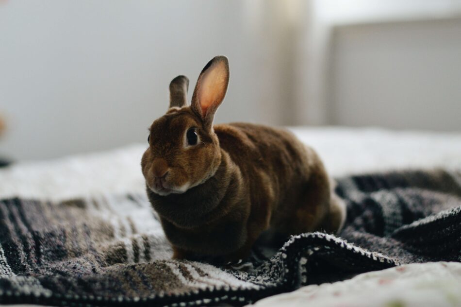 Portare il coniglio in casa - ospitarlo sul letto