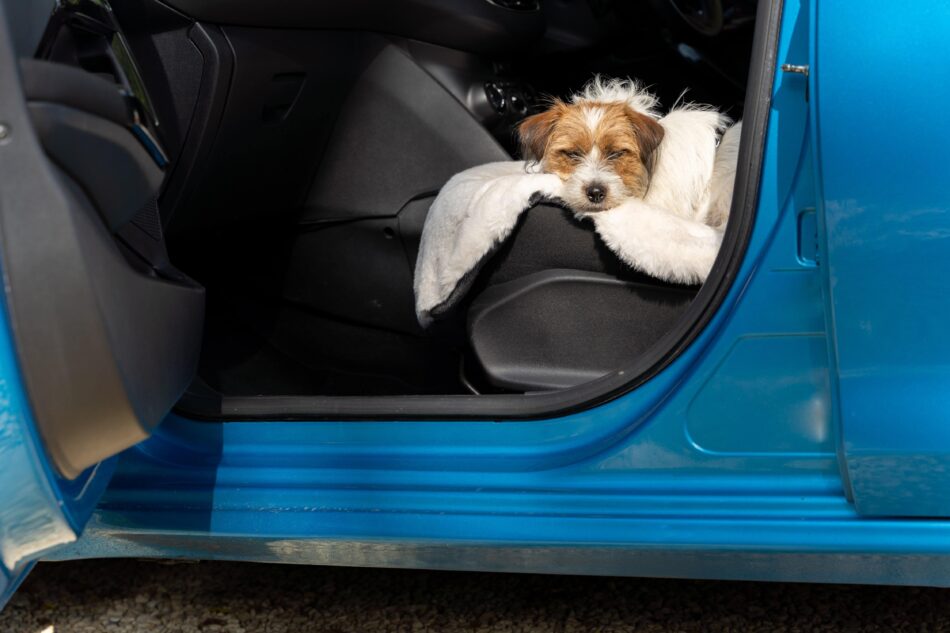 Terrier che dorme in auto con la coperta in pelle di pecora di Omlet