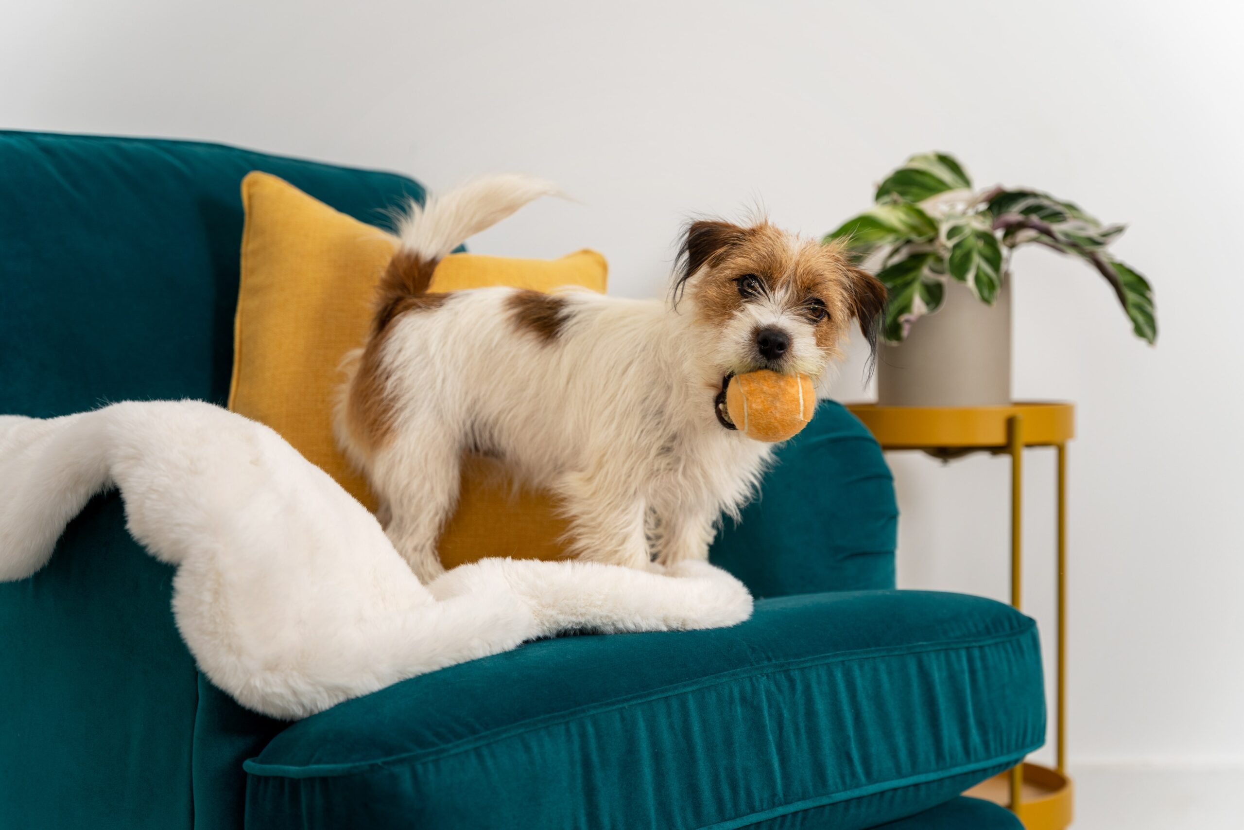 Quali sono i tessuti per un divano a prova di cuccioli?