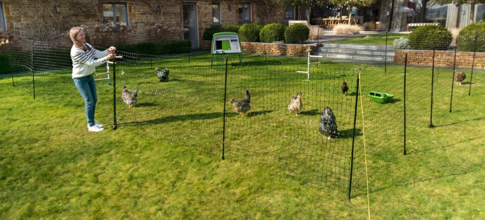 mettere a confronto il recinto e la rete metallica vi aiuterà a scegliere la soluzione ideale per le vostre galline