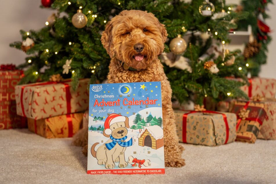 Cane davanti all’albero di Natale con un calendario dell’Avvento per cani