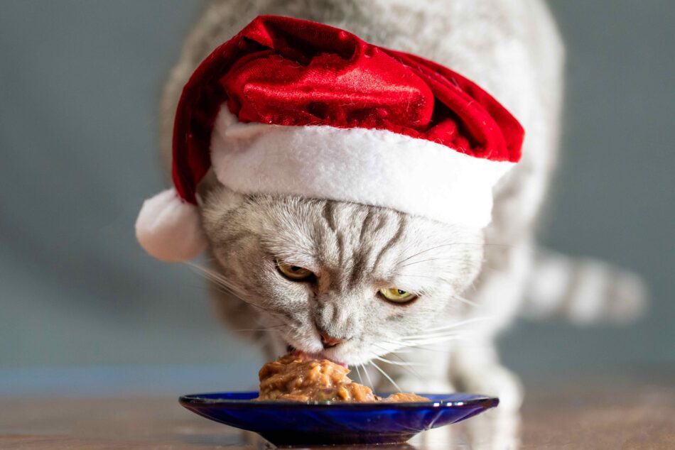 Gatto che mangia con il cappello di Babbo Natale
