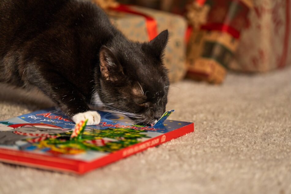 Gatto nero che mangia dal calendario dell’avvento per gatti Hatch Wells