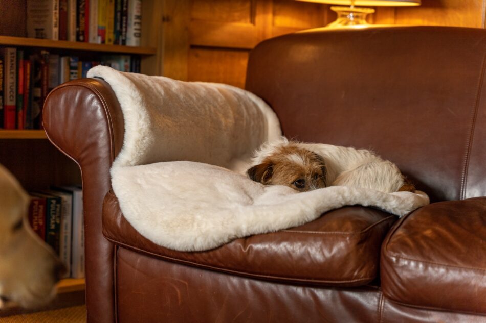 Terrier che dorme su un divano su una coperta in finta pelle di pecora di Omlet