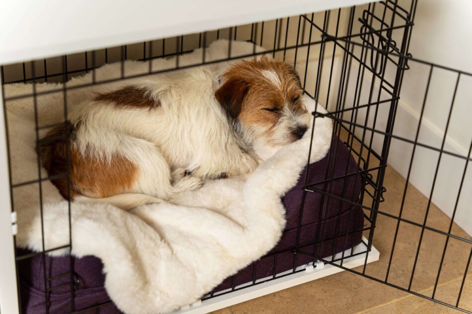 Terrier che dorme su una coperta super soffice di Omlet di un kennel Fido Studio
