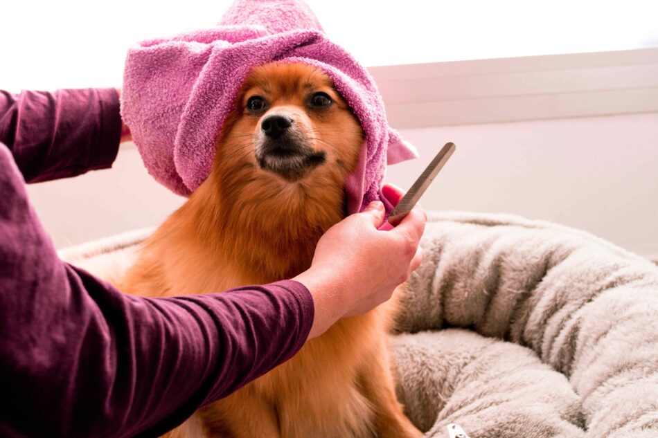 Cane con un asciugamano sulla testa durante la toelettatura