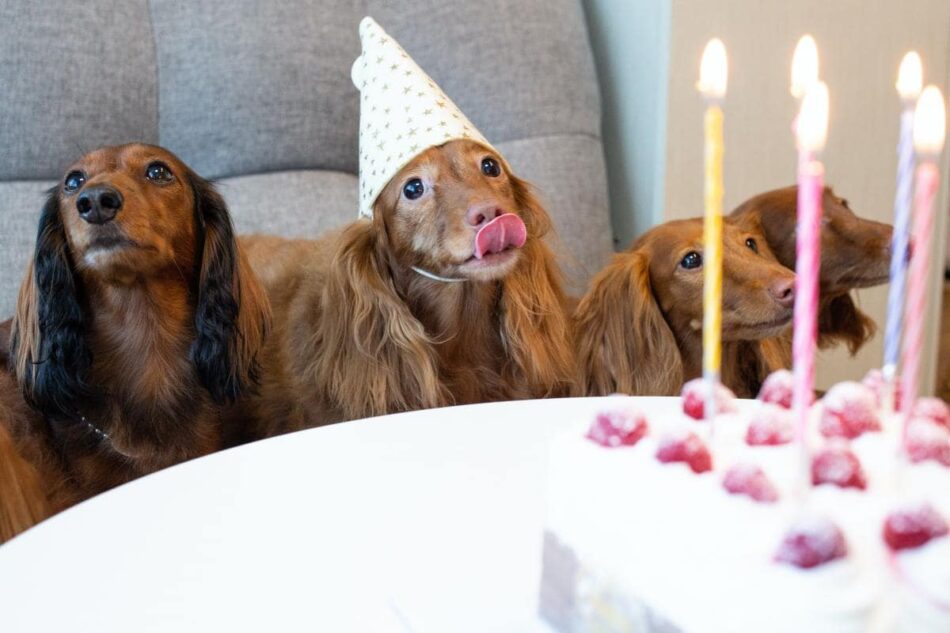 Cani che festeggiano un evento con dei cappellini da festa