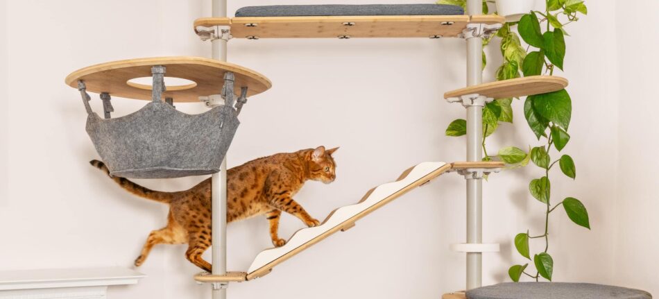 Gatto che sale su un albero per gatti da interni Freestyle di Omlet con amaca