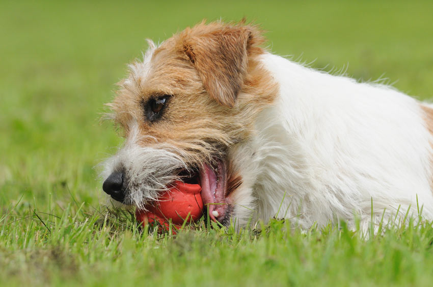 Jack Russell terrier che morde un giocattolo per cani Kong
